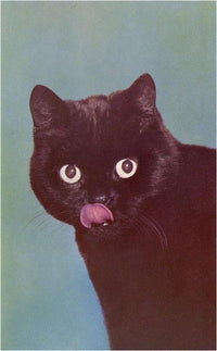 Black Cat Licking Chops Magnet