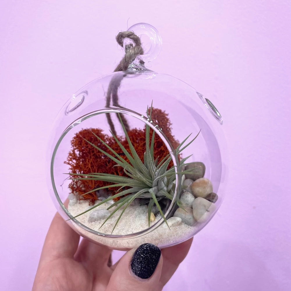 air plant terranium CRAFTY HOUR: Air Plant Terrariums – Brooklyn Craft Company
