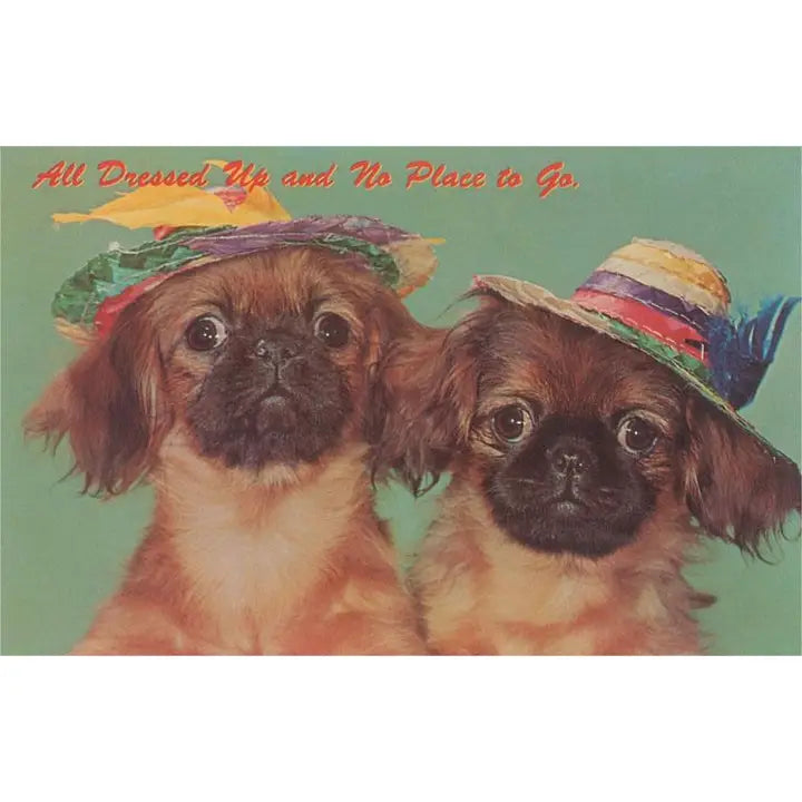 Two small dogs wearing colorful hats with text 'All Dressed Up and No Place to Go' on a green background.