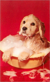 Puppy Bathing in Bowl Magnet