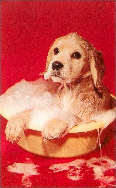 Puppy Bathing in Bowl Magnet