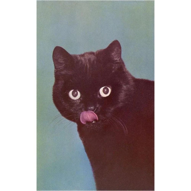 Black cat with a pink tongue on a gradient background