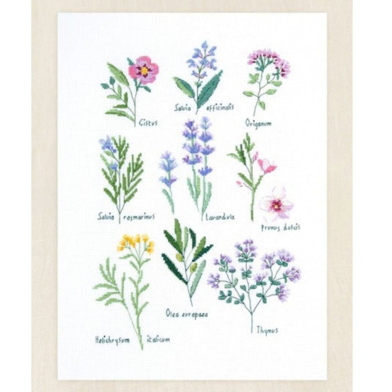 Illustration of various herbs with names on a white background