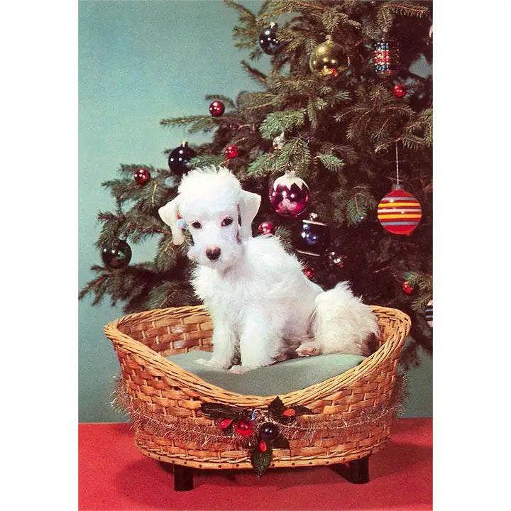 White dog in a wicker pet bed in front of a decorated Christmas tree.