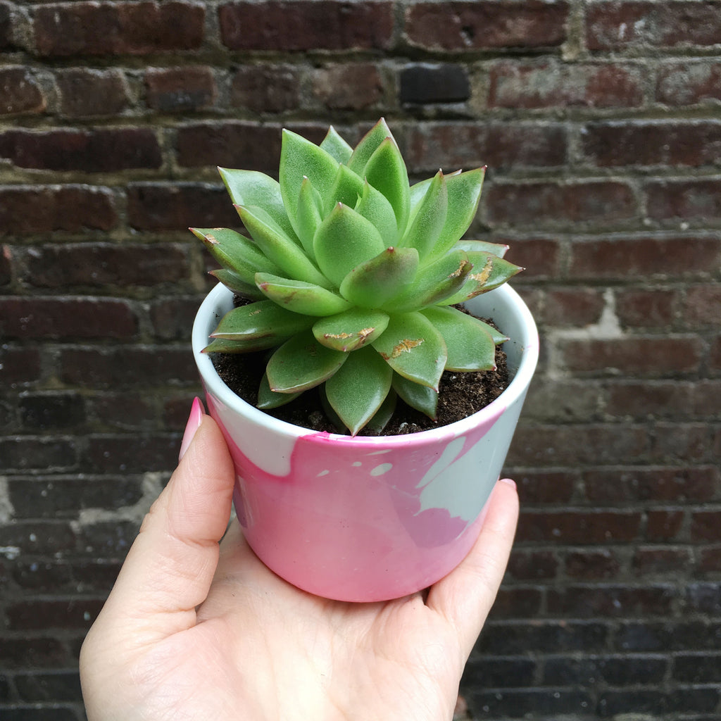 ugly succulent photos Brooklyn Craft Company
