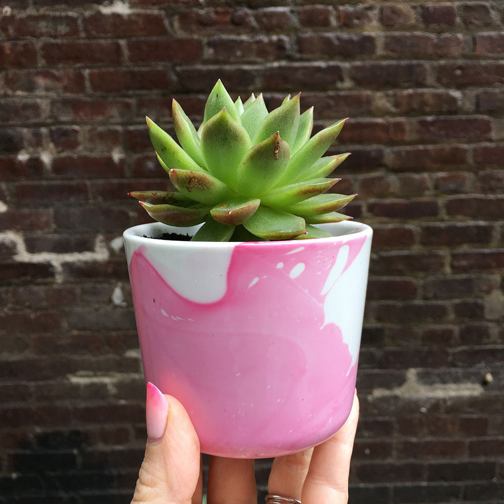 ugly succulent photos Brooklyn Craft Company