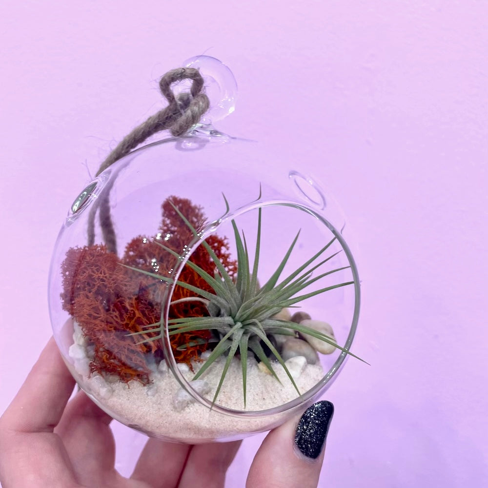 ephemera terrariums and plant craft CRAFTY HOUR: Air Plant Terrariums – Brooklyn Craft Company