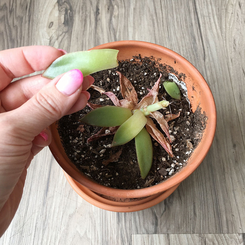 ugly succulent photos Brooklyn Craft Company