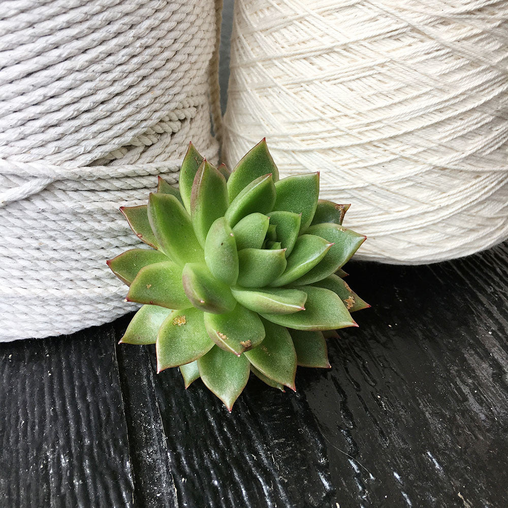 ugly succulent photos Brooklyn Craft Company