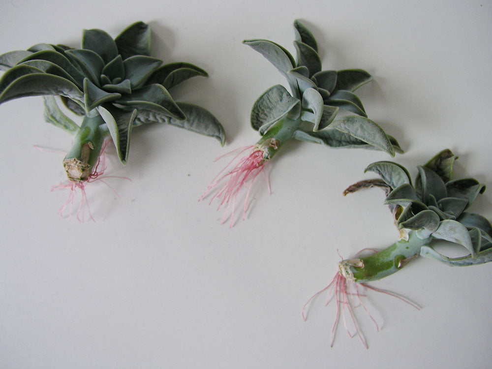 ugly succulent photos Brooklyn Craft Company