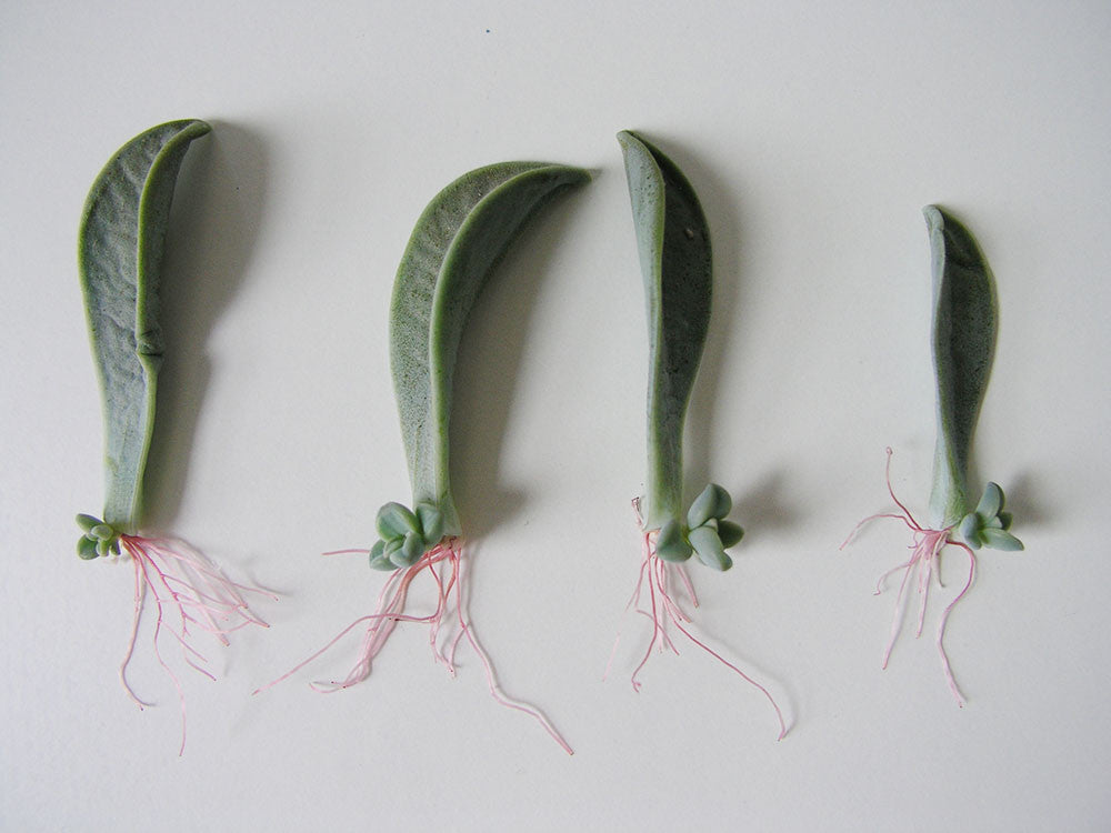ugly succulent photos Brooklyn Craft Company