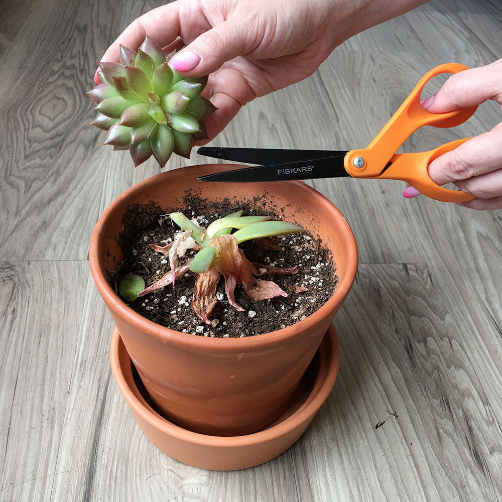 ugly succulent photos Brooklyn Craft Company